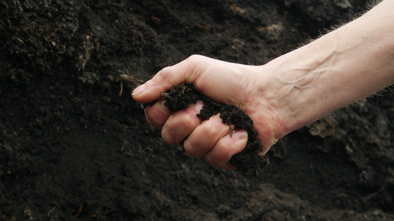 Squeeze soil in your hand to form a ball to determine the moisture level