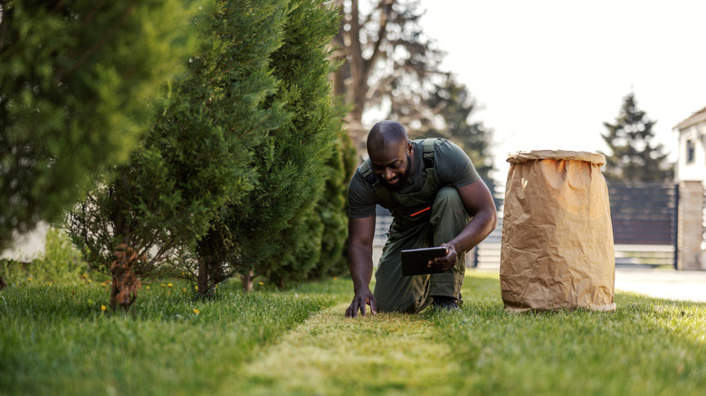 Man kneeling on lawn, checking the grass
