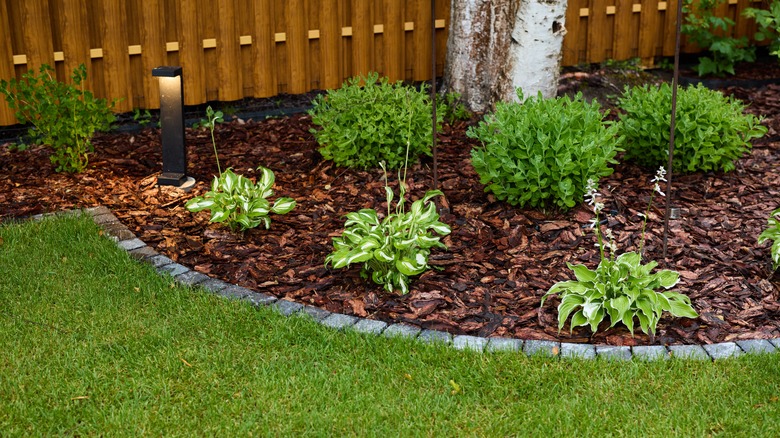 Hostas planted near backyard lights.