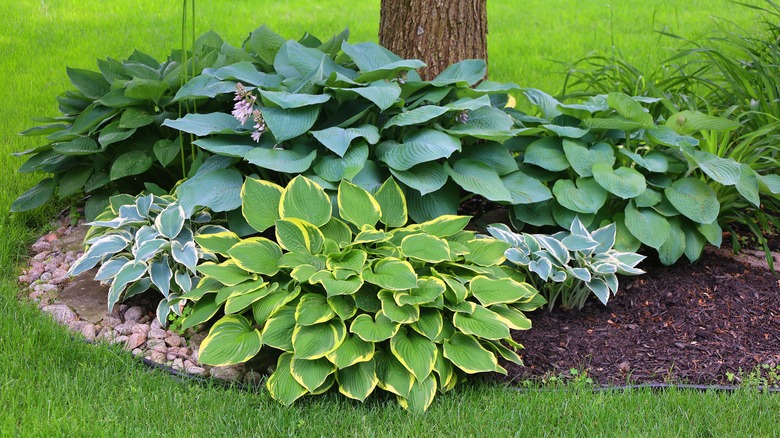 Hostas thriving in someone's garden.