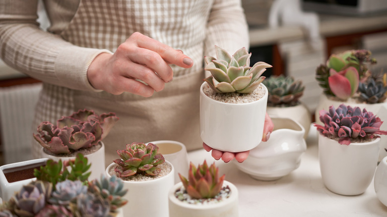Woman checks for farina on succulent leaves.