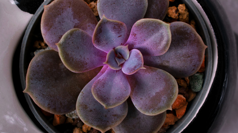 This echeveria succulent has a coating of farina on its leaves.