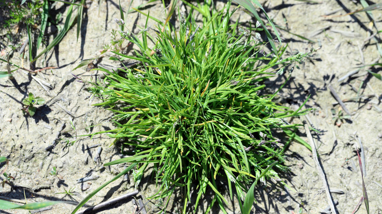 A top-down, close-up shot of an annual bluegrass clump
