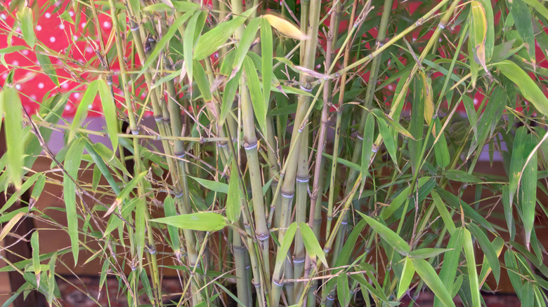 Close-up of bamboo shoots