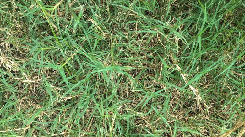 A close-up of Bermudagrass