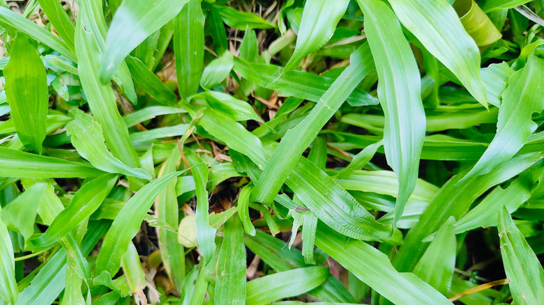 Close-up shot of carpetgrass leaves