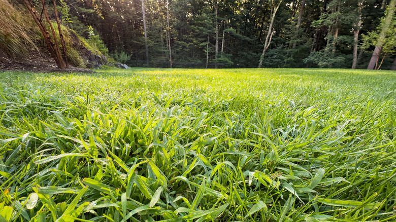 Crabgrass spreading in a back yard