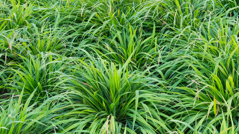 Close-up of a green-leaved false brome plant