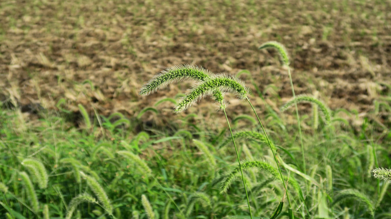 Foxtail plants, complete with the tail-like seed heads that earn the plant its name