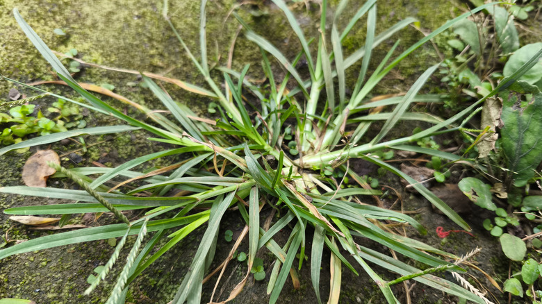 A close-up shot of goosegrass