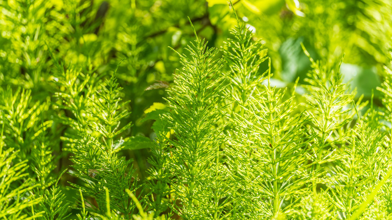 A dense patch of horsetail plants