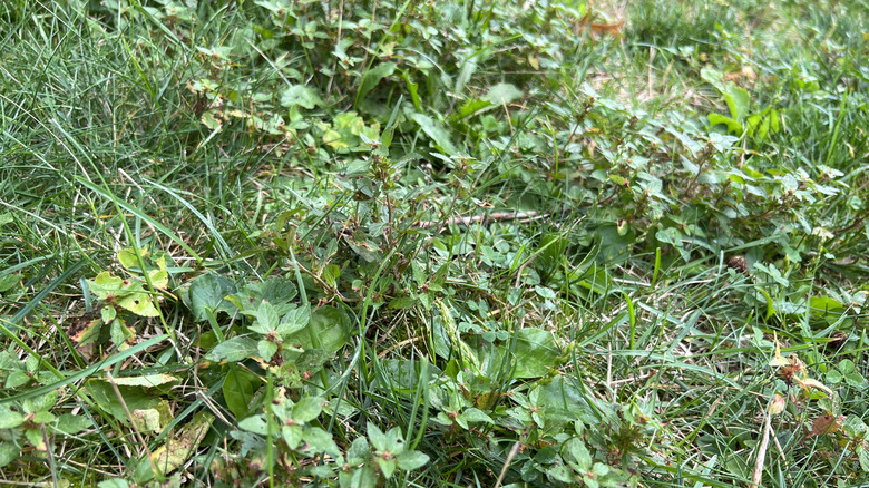 A patch of lawn riddled with weeds