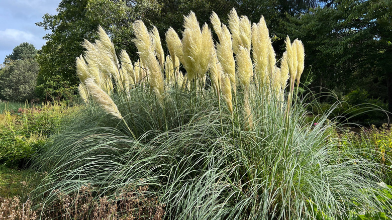 Clump of long pampas grass, with its signature "feathered" shoots
