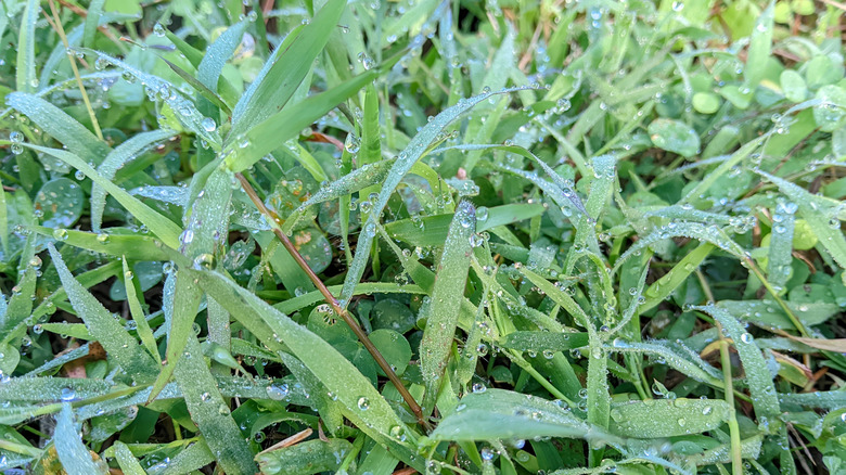 A close-up shot of quackgrass