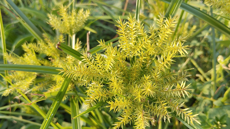 A close-up shot of yellow nutsedge