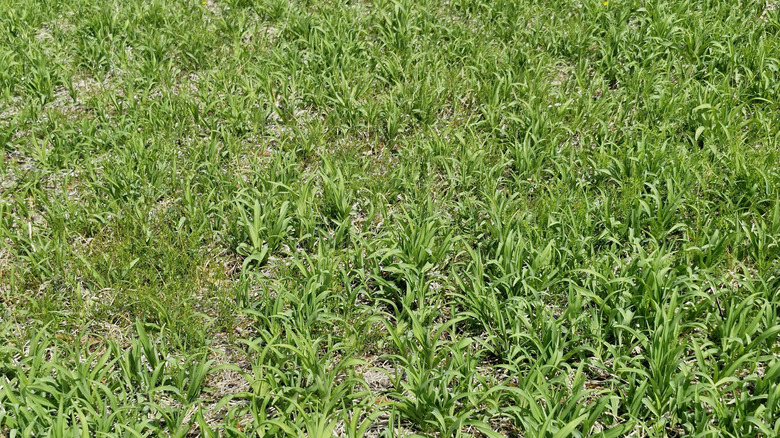 close up of Johnsongrass