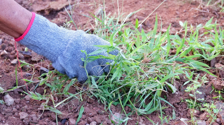 A person pulling clumps of weeds while wearing gloves