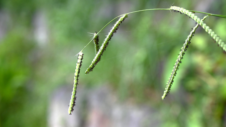A closeup of dallisweed seed heads