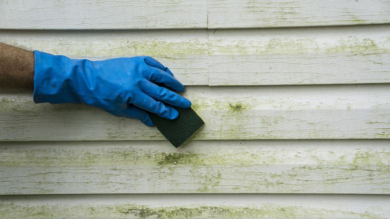 A person scrubbing algae and mold off of vinyl siding