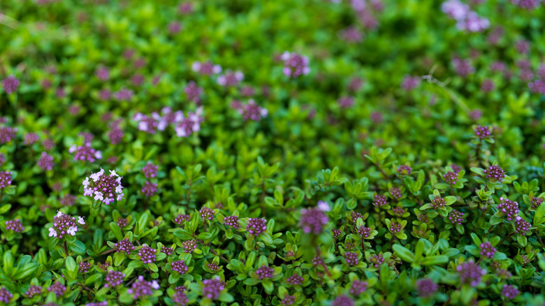 creeping thyme groundcover in flower