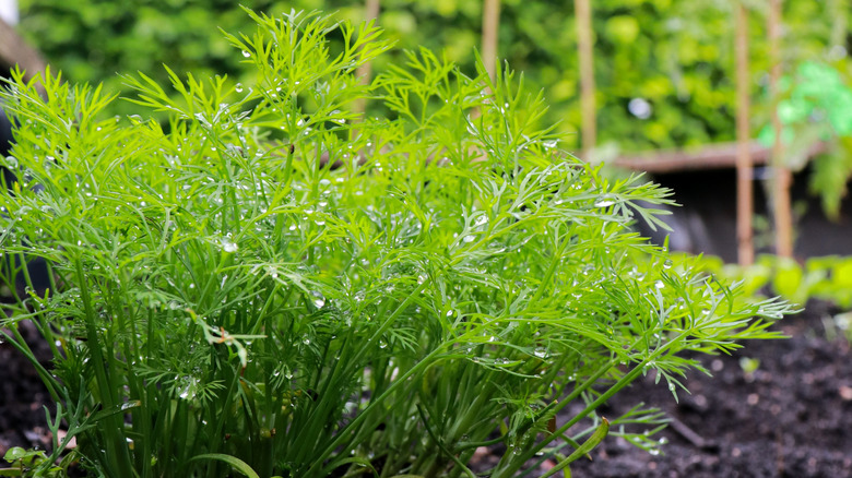 close up of fresh dill plant growing in the garden