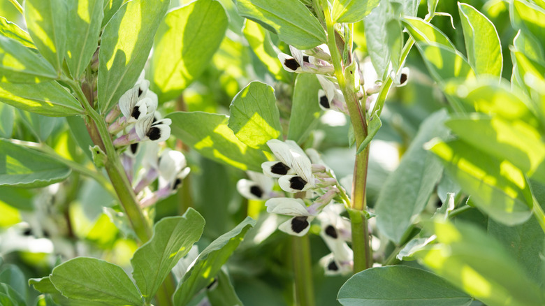 a fava bean plant flowering in the spring