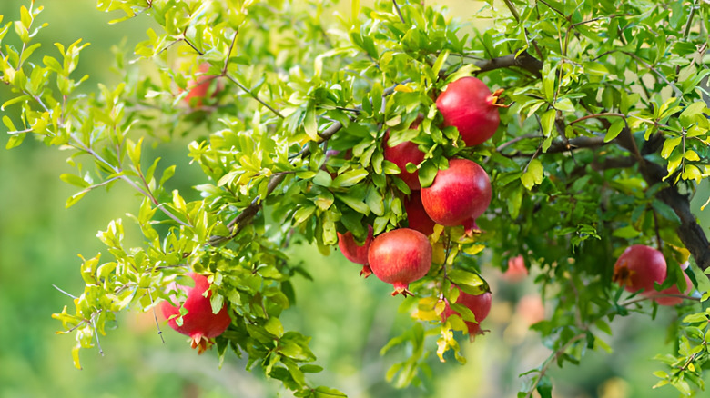 Pomegranate fruits on a tree branch