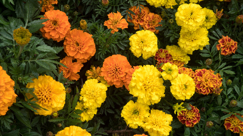 blooming marigolds in a garden