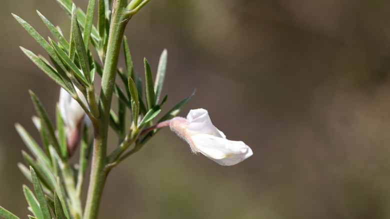 Blossoms of a tree Lucerne
