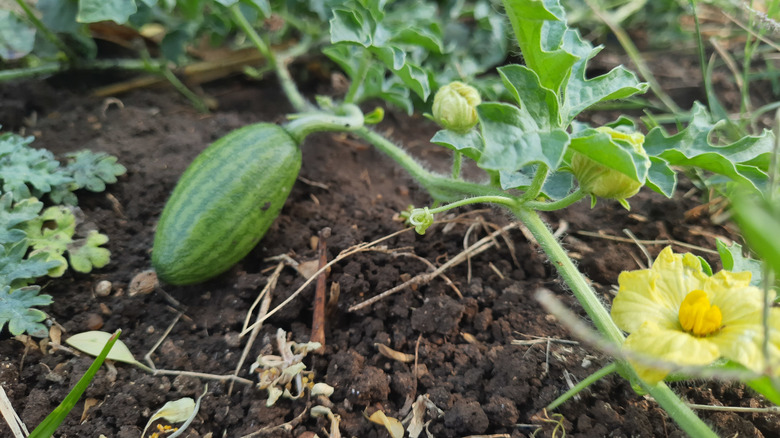 a small watermelon and yellow blossoms on a vine