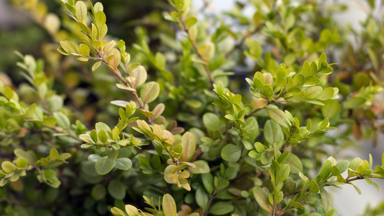 Boxwood branches.