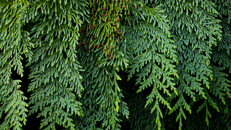 Western red cedar tree boughs.