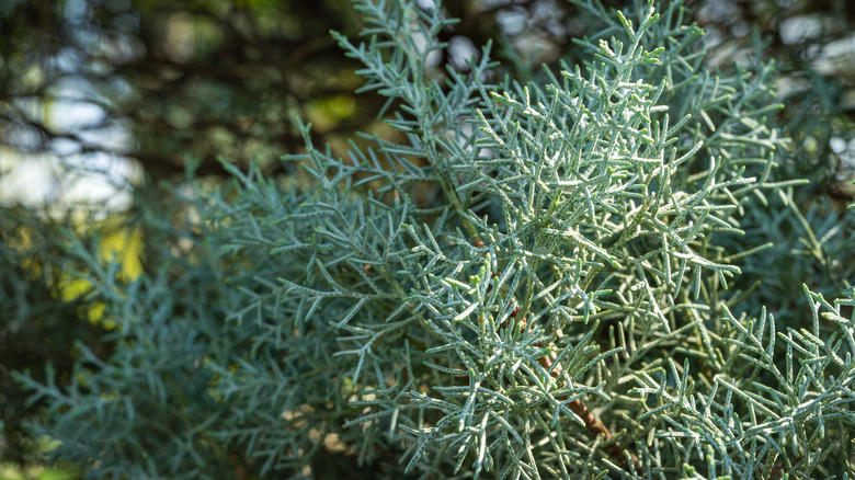 'Blue ice' cypress tree.