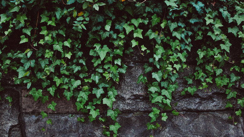 English ivy growing on wall.
