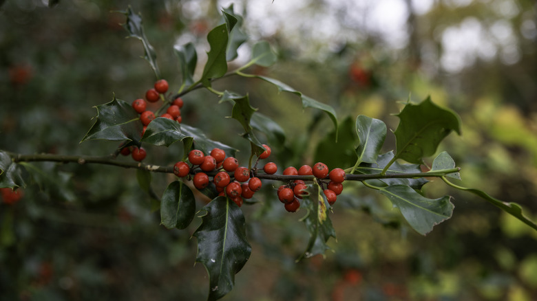 Holly shrub with red berries.