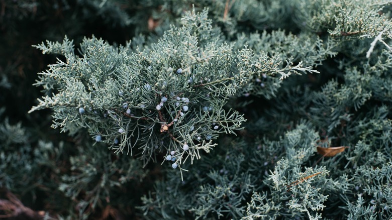 Juniper shrub with blue berries.