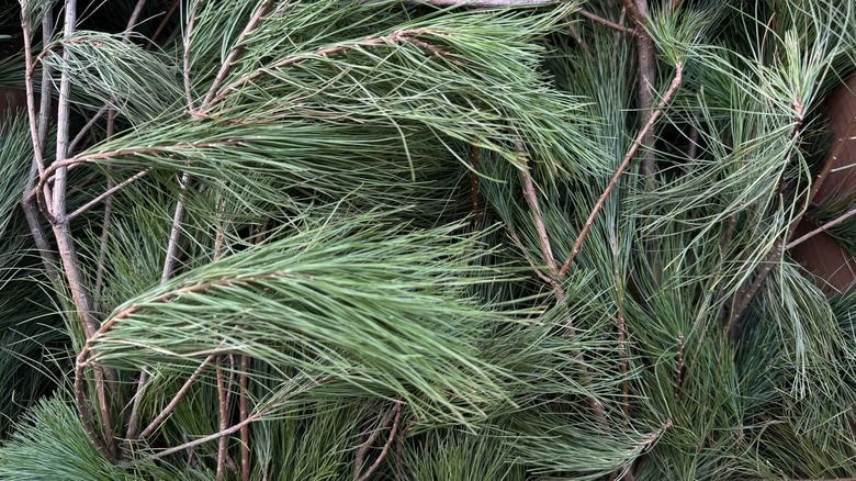 White pine branches.