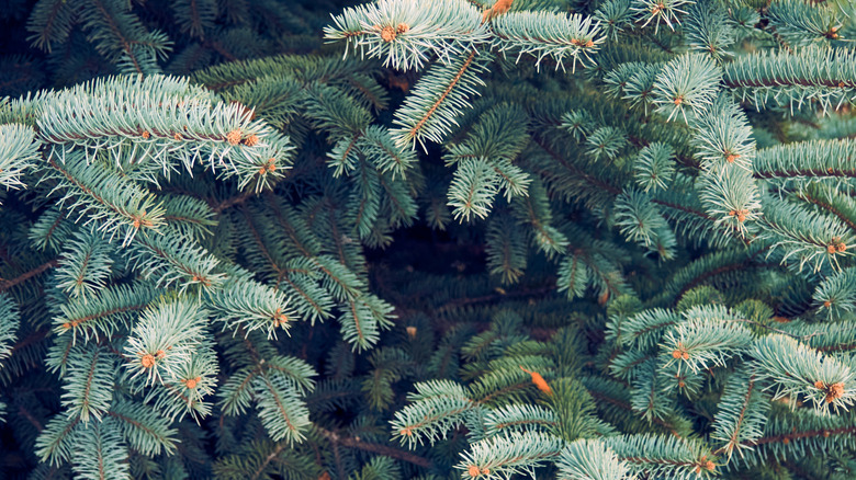 Blue spruce tree.