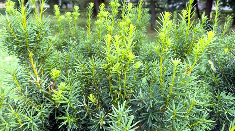 Yew shrub in park with fresh growth.