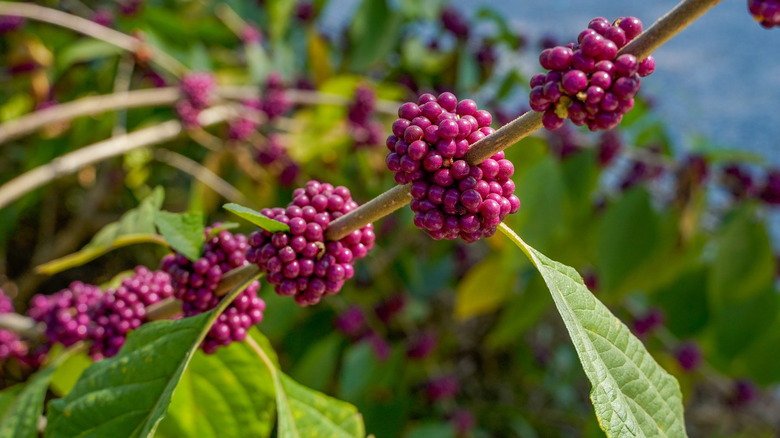 American beautyberries on stem