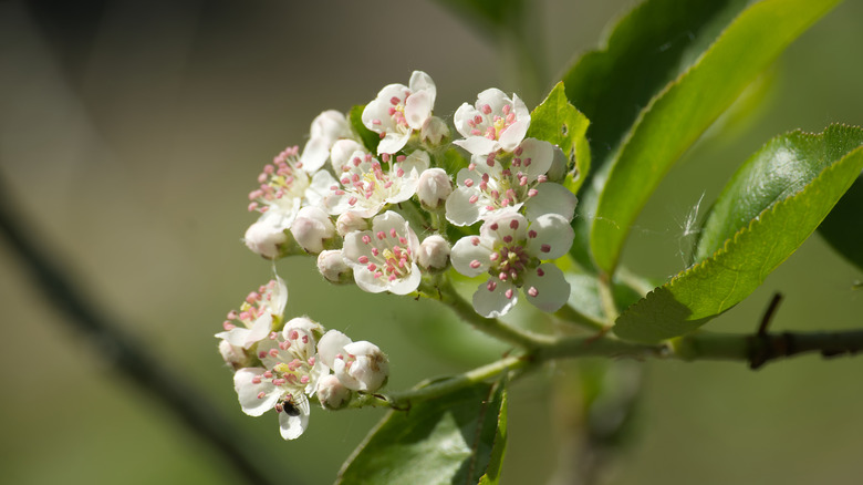 Black chokeberry flowers
