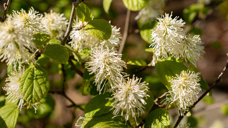 Dwarf fothergilla flowers