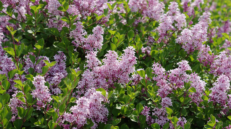 Dwarf Korean lilac flowers