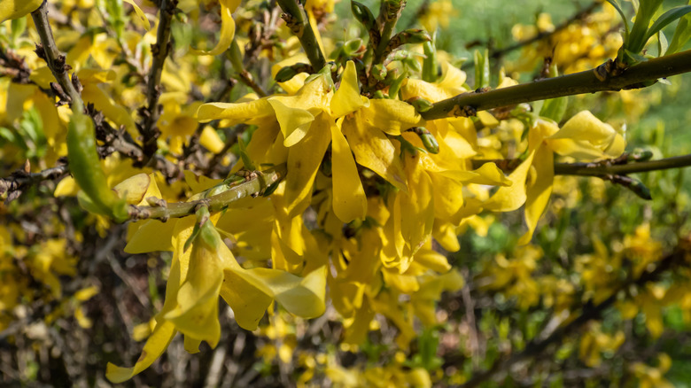 Gold tide forsythia