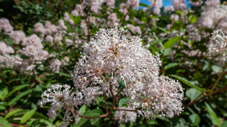 New Jersey tea flowers