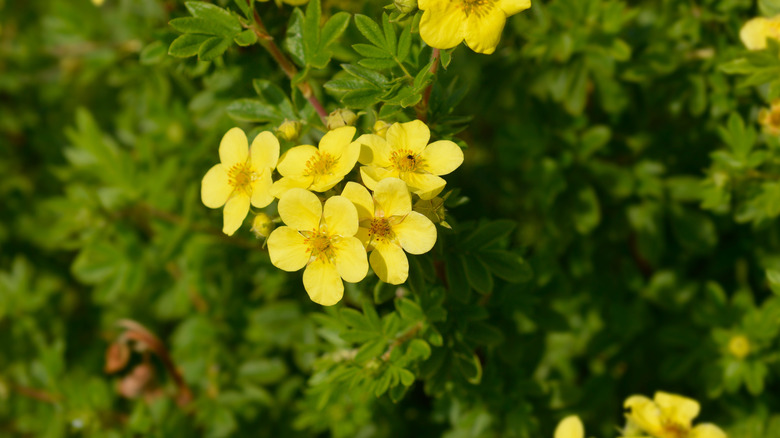 Shrubby cinquefoil flowers