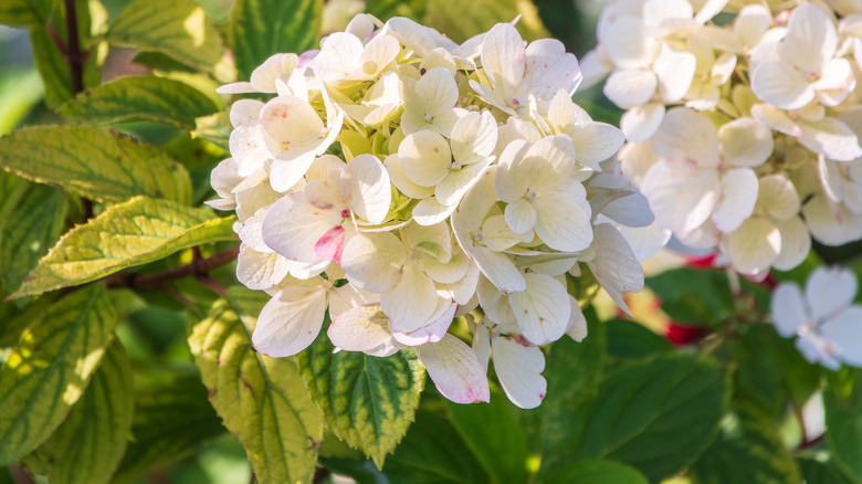 smooth hydrangea flowers