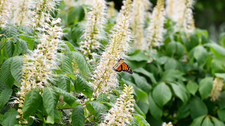 Butterfly on Summersweet 'Hummingbird' flower
