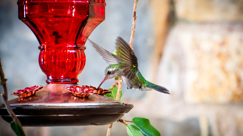 hummingbird drinking from feeder