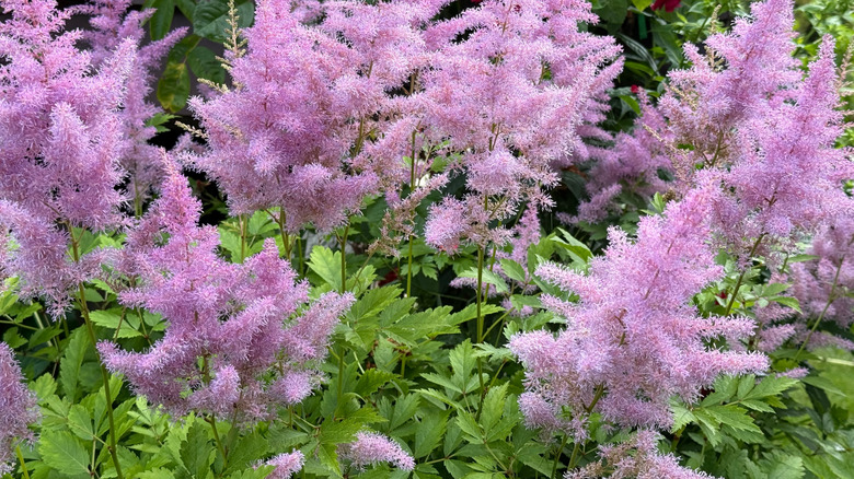 lavender astillbe in bloom with light green pointed leaves